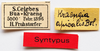 CollectionObject 1506105; 412e75db-59ab-4421-982b-eac528b7c028: labels (syntype). (CollectionObject).