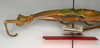 CollectionObject 1558341; NMW 839, 346a1e9a-df9c-4d47-90e4-94d02299e6d8: copyright NMW, Vienna. female: head and thorax, lateral view (holotype). (CollectionObject).