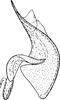 Aedeagus, lateral view: !! display not done !! on Ophiolix paludosus (Boheman, 1845): Aedeagus, lateral view. (Observation).