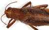 CollectionObject 1499618; e50dbc8b-eb4f-4d26-96da-ed12f207743f: female, head and pronotum, dorsal view (allotype). (CollectionObject).