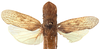 Habitus, dorsal view on Ezrana Distant, 1908: Ezrana primitiva. (Observation).