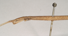 CollectionObject 1559028; NHMUK(SF IMPORT DUPLICATE) 845240, 59864eef-019a-406c-a401-985bb77782c0: copyright Natural History Museum, London. female: head and mesonotum, lateral view (holotype). (CollectionObject).