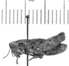 CollectionObject 1525203; 3a4d437b-2890-4dee-a841-2af053094d3c: male, lateral view (allotype of Moluchacris bufo). (CollectionObject).