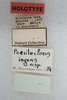 CollectionObject 1524987; 92134539-619a-42fa-95d2-72dfebacb7be: labels (holotype of Poecilocloeus ingens). (CollectionObject).