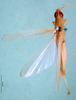 CollectionObject 1502826; ab434e2c-c841-4f6e-9718-9b86dd673fed: male, dorsal view (paratype of Ochrilidia nilotica). (CollectionObject).