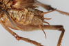 CollectionObject 1505596; 12a843f1-b3c7-4b55-80ef-1855a08ffb82: Male, ventral view (syntype). (CollectionObject).