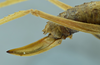 CollectionObject 1531870; 1d0f0300-54ba-421f-a28d-7fb3256723c3: female terminalia, lateral view (holotype). (CollectionObject).