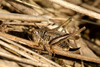 FieldOccurrence 685; 7333545e-ed95-434b-98eb-a7830f28d5b8; Eberfirst, 2025/09/10: female. (FieldOccurrence).