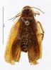 CollectionObject 1587655; MNHN(SF IMPORT DUPLICATE) MNHN-EP-EP1809, 7d46074e-2d8e-4956-a1dc-da00999d0c57: CC BY-NC-ND 4.0/MNHN - Depraetere Marion - 2014. Paratype, male, of umbrina Princis, 1963. Specimen number: MNHN-EP-EP1809. http://coldb.mnhn.fr/catalognumber/mnhn/ep/ep1809. (CollectionObject).