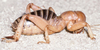 CollectionObject 2800125; dc9cacde-d21d-47eb-8e9b-0d9555c25d2d, CAS Entomology type 20129: (CollectionObject).