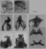 Melanoplus propinquus Scudder, 1897: male genitalia. (Otu).