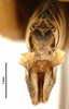 CollectionObject 1585651; 41a06555-6615-47c9-b98d-f3ffb835eaa0: male, genitalia (paratype). (CollectionObject).