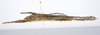 CollectionObject 1590159; e86c7da8-db53-421f-847b-132d6e3ea04a: copyright MNHN, Paris. female, lateral view (neotype). (CollectionObject).