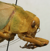 CollectionObject 1506757; 97b50063-313d-41ca-8bcc-95ac81dad82b: male head and pronotum, lateral view (holotype). (CollectionObject).
