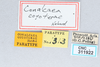 CollectionObject 2765511; CNCI 311922, 34eea099-9ec6-4c7c-be86-ade281e0f1b6: Conalcaea coyoterae. (CollectionObject).