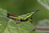 Sphenexia fusiformis Karsch, 1896: male, lateral view (Tanzania, Kisarawe Kazimzumbwi forest). (Otu).