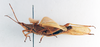 CollectionObject 1501042; d6bd2341-9d36-4847-a01b-650e06ba1382: male, lateral view (holotype of Desmopterina elegans). (CollectionObject).