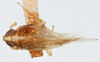 Habitus, dorsal view: (Observation).