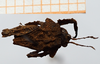 CollectionObject 1506105; 412e75db-59ab-4421-982b-eac528b7c028: male, dorsal view (syntype). (CollectionObject).