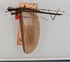CollectionObject 1560952; USNM(SF IMPORT DUPLICATE) 7349, 87ff6108-e634-4e76-bc4e-a73b361b0010: copyright USNM, Washington. male (holotype). (CollectionObject).