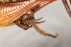 CollectionObject 1531304; 2ddf6dcd-6a1c-47b1-858d-3140fa7c5a1c: male, lateral view (syntype). (CollectionObject).