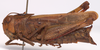 CollectionObject 2706321; CNMS 6, CNMS 6, b14902b8-2334-4a0b-9e82-91bc20de013c: lateral view. female (cotype). (CollectionObject).