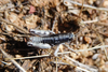 CollectionObject 1598754; 6a7a13e8-1f9d-40c9-aba3-9404475e1a24: male. (CollectionObject).