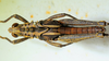 CollectionObject 1498818; 2da30b4f-c860-4267-8220-dc97688621d0: 2012. male, dorsal view. (CollectionObject).