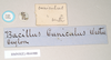 CollectionObject 1558214; NHMUK(SF IMPORT DUPLICATE) 844988, 59a99543-1f66-4225-b795-7462af053b1c: copyright Natural History Museum, London. female, data labels [round label reversed] of Bacillus cuniculus (syntype). (CollectionObject).