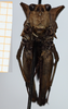 CollectionObject 1585087; 93ab73a1-cc30-4cf2-84fd-05d909185783: female, frontal view (syntype). (CollectionObject).