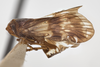 Habitus, lateral view: !! display not done !! on Bothriocera transversa Caldwell, 1943: (Observation).