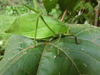 Pseudopreussia flavifolia Hemp, 2017: female (Tanzania, Sigi). (Otu).