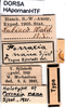 CollectionObject 1507094; ff86fca0-f4d3-4838-ad91-8ddeb4fa7799: labels (holotype). (CollectionObject).