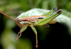Neopedies digitatus Ronderos, 1991: male. (Otu).