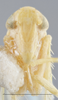 Head on Empoasca (Empoasca) originalis González, 1955: Head/Face. (Observation).