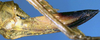 CollectionObject 1516960; bc773404-1548-43aa-8df4-4c257ea24162: female ovipositor (holotype). (CollectionObject).