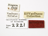 Other: !! display not done !! on Synecdoche grisea (Van Duzee, 1908): (Observation).