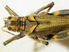 CollectionObject 1498714; ca8ae037-916d-4b87-b882-88581c1d70c7: female head and pronotum, dorsal view. (CollectionObject).