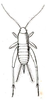 Mogoplistes brunneus Serville, 1838: Pl. IX, Fig. 4. female. (Otu).