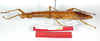 CollectionObject 1562190; 7ec37f18-4fc0-47f8-a8d0-d486ffd955ca: copyright ZMB, Berlin. female, lateral view (paratype). (CollectionObject).