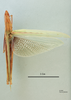 Truxalis eximia cypria Dirsh, 1950: female, dorsal view (holotype). (Otu).