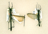CollectionObject 1557055; f306eec8-0b2e-43e0-a44a-735877778d62: copyright RMNH, Leiden. male (holotype) and male (paratype). (CollectionObject).