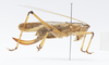 female, lateral view. Depicts CollectionObject 1578181; 1866208e-071c-454e-9074-9c59e8b9ecda, a CollectionObject.