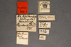 CollectionObject 1573439; MVMA T 4444, 4bdd4847-fe3b-4ca0-b296-f72576755439: Copyright Museum Victoria / CC BY. Syntype, male, labels. (CollectionObject).