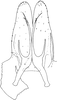 Subgenital plate, ventral view on Dipemura bifida Dworakowska, 2011: Subgenital plates (D. fibida). (Observation).