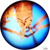 CollectionObject 1575884; ce38100d-0630-4fae-b0d7-b7cdccc5bd7c: male abdomen tip, dorsal view. (CollectionObject).