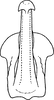 Aedeagus, ventral view: Aedeagus, ventral view. (Observation).