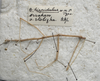 CollectionObject 1561833; 00c08fba-2451-4c49-a98b-b1b8ca6212cc: copyright NZSI, Calcutta. male. (CollectionObject).;CollectionObject 1561834; 0bb9d4e8-c138-480b-9a94-e9df76319011: copyright NZSI, Calcutta. male. (CollectionObject).
