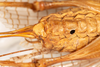 CollectionObject 1531276; 48681b7a-2be1-437d-970c-6ca62050ee3e: female, ventral view (syntype). (CollectionObject).