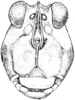 Platythorus toltecus (Saussure, 1861): Fig. 145. female, head, facial view. (Otu).